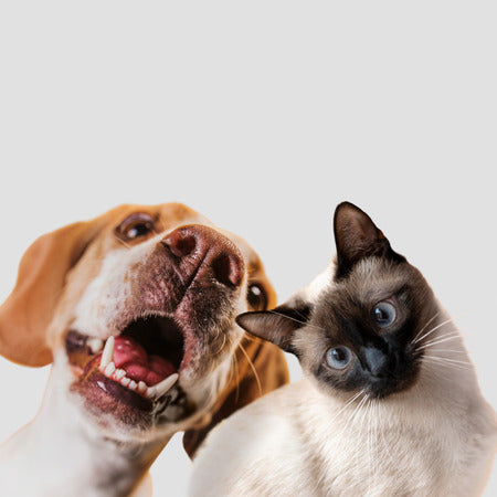For Your Pet